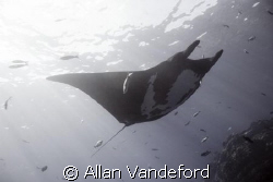 Fly Bye at El Boiler, San Benedicto Island, Revillagigedo... by Allan Vandeford 